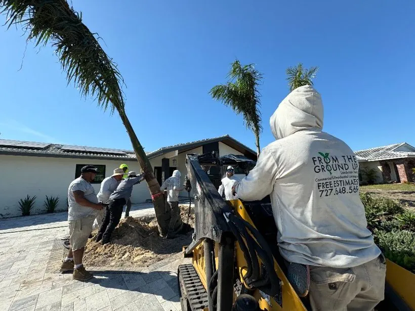 From The Ground Up Landscaping crew planting palm trees